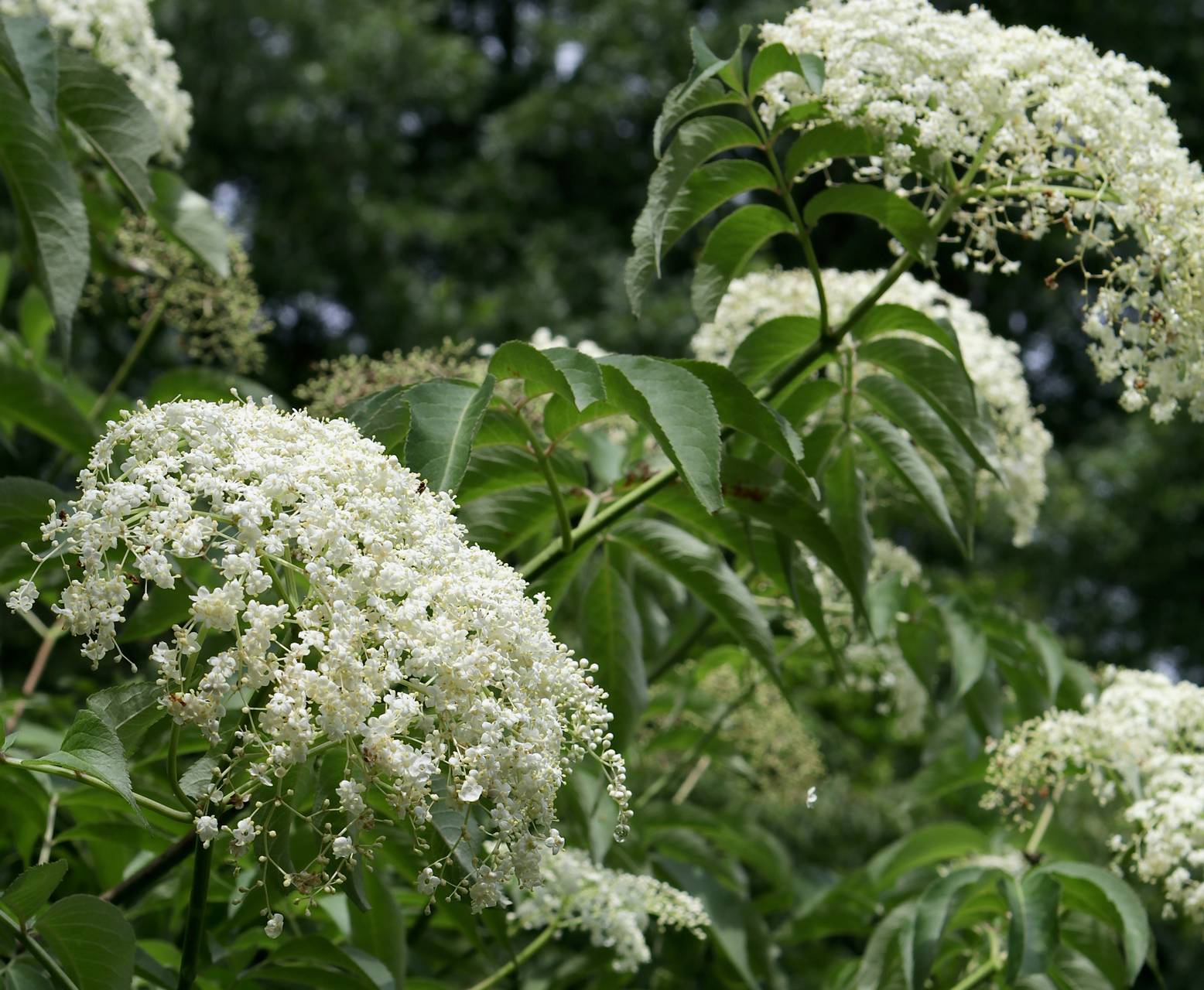 Photo of Elderberry